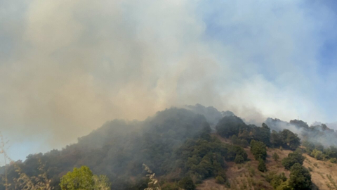 Düzce'de orman yangını