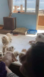 İzmir'de 20 köpeği sağlıksız şekilde evde tutan kadına 830 bin TL ceza