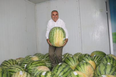 Diyarbakır’da 76 dev karpuz, yarışma öncesi soğuk hava deposunda korunuyor