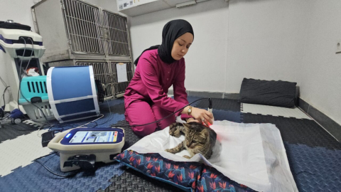 Darbe alıp felç kalan sokak kedisi, fizyoterapi ile yürümeye başladı