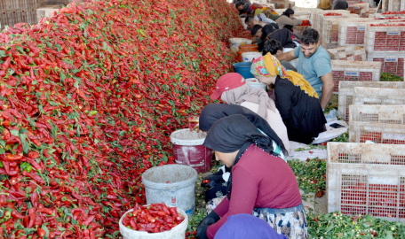 Gaziantep’te 8 bin tarım işçisi ile ‘acı’ mesaisi