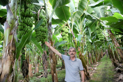 Antalya'da muz sezonu; hasat başladı