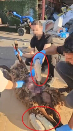 Ölü koyunun karnında uyuşturucu sevkiyatı polise takıldı: 1 gözaltı