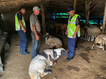 Çalındığı belirtilen 18 küçükbaşı jandarma buldu
