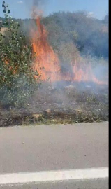 Yol kenarında, ağaçlık alanda çıkan yangın büyümeden söndürüldü