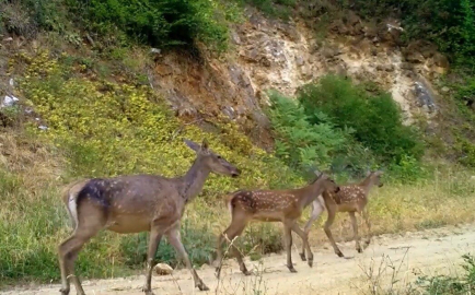 İki farklı kızılgeyik ailesi, Bursa ormanlarında