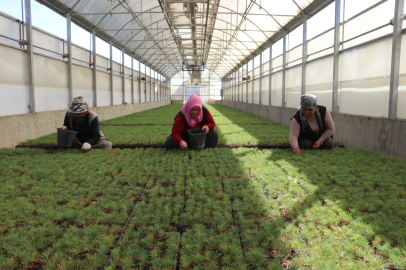 Kayseri'de yetiştirilen fidanlar, yanan orman alanlarını yeşertecek