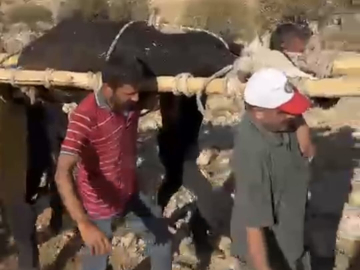 Ayağı kırılan 500 kiloluk ineği, sedyeyle 2 kilometre taşıdılar