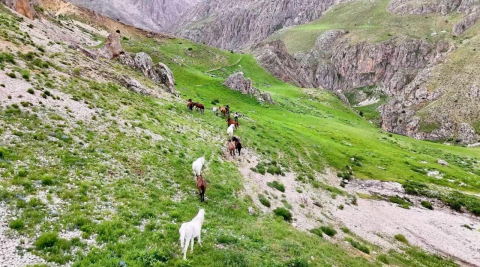 Munzur Dağları'ndaki yılkı atları dron ile görüntülendi