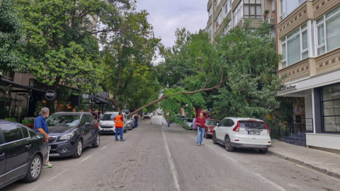 Rüzgarın devirdiği ağaç, otomobilin üzerine düştü