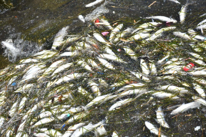 İzmir Körfezi'nde balık ölümleri