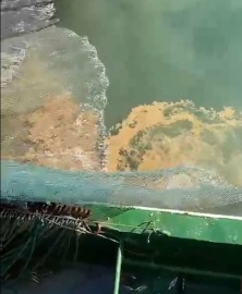 Marmara Denizi'nde müsilaj tehdidi