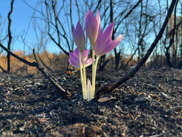 Orman yangınında yanan alanda çıkan 'güz çiğdemi' umut oldu
