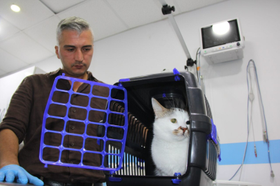 Şehir değiştirince depresyona giren ‘Paşa' kediye antidepresanlı tedavi