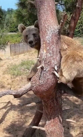 Bozayılar günlerinin büyük bölümünü tırmandıkları ağaçlarda geçiriyor