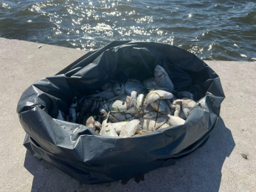 İzmir Körfezi'nde balık ölümleri sürüyor