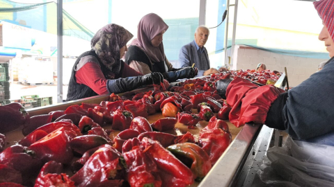 Kulacalı kadınların ürettiği 1500 ton biber salçası Hollanda'ya ihraç edilecek