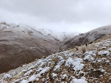 Van'ın yükseklerine kar yağdı; hazırlıksız yakalanan çobanlar zor anlar yaşadı