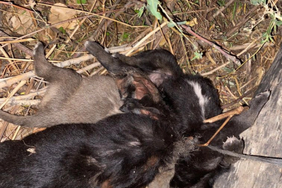 Ölü bulunan 4 köpek yavrusu, saman ipine dolanmış