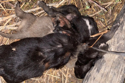Tokat'ta vahşet; 3 yavru köpek birbirlerine iple bağlanarak boğulmuş halde bulundu