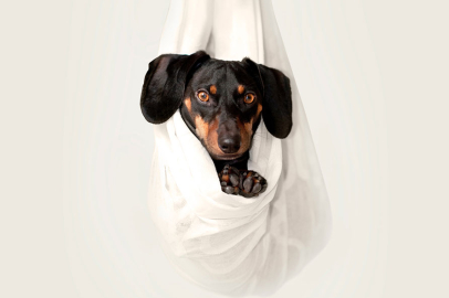 Kedi, köpek, kuş veya tavşan farketmez…