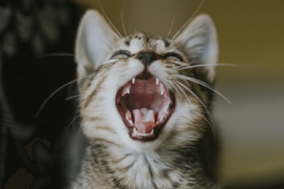 Kedi tırmalaması durumunda ne yapmalısınız?