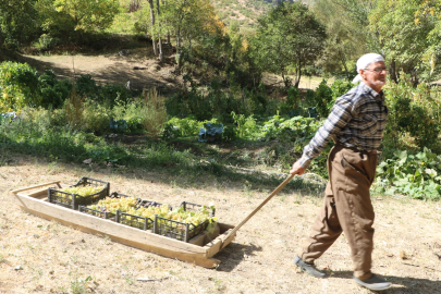 80 yaşında, her yıl tonlarca üzümü kızakla köyüne taşıyor