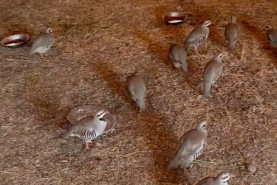 Bitlis'te ele geçirilen 90 kınalı keklik doğaya salındı