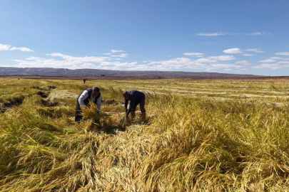 İstanbul’dan memleketlerine dönüp Karacadağ eteklerinde pirinç üretimine başladılar