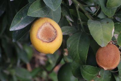 İncefikir: Limondaki güneş yanığı doğal afettir, TARSİM kapsamına alınmalı