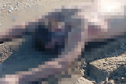 Karasu'da kumsalda çıplak erkek cesedi bulundu