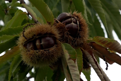 Ziraat Fakültesinde yetiştirilen hastalığa ve zararlılara dayanıklı kestanenin hasadına başlandı