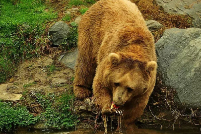 Profesörden popülasyonu 5 kat artan ayılar için ‘kontrollü avlanma’ önerisi
