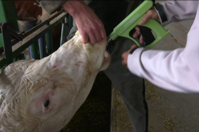 Süt ineklerinin sağlığını yapay zeka ile 24 saat takip ediyorlar