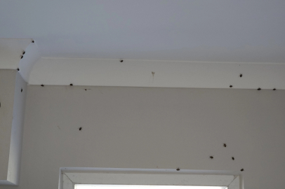 Trabzon'da kahverengi kokarca evleri istila etti