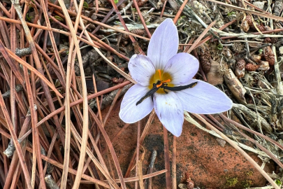 Sultan çiğdemini koparmanın cezası 557 bin lira
