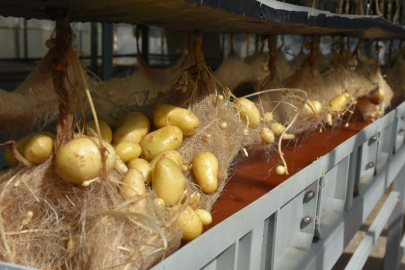 Niğde'de yerli ve milli patatesler topraksız sistemlerle 12 ay boyunca üretiliyor
