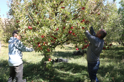 Yüksekovalı üretici, 25 yıllık bahçesinden 200 ton elma hasadı yaptı