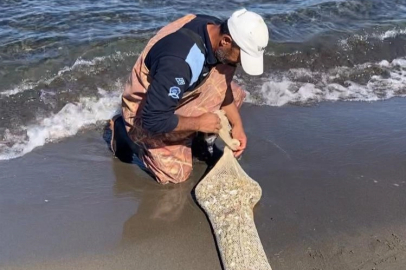 Samsun'da, kaçak yolla avlanan yaklaşık 1 ton kum şırlanı ele geçirildi