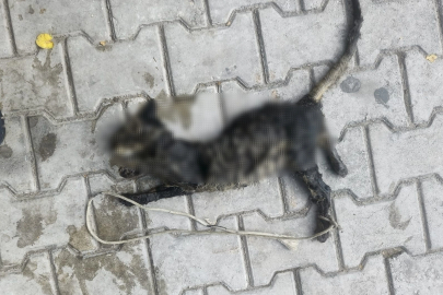 Yavru kediyi ayaklarını bağlayıp denize atmışlar