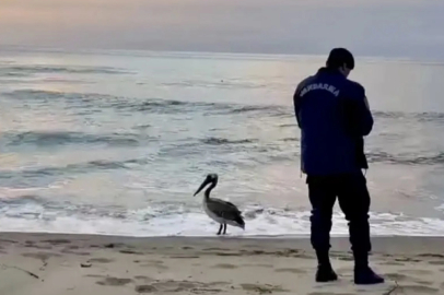 Bartın sahilinde pelikan görüldü