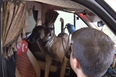 Kamyonetteki 36 kilo kokaini 'Alfa' buldu; sürücüye gözaltı