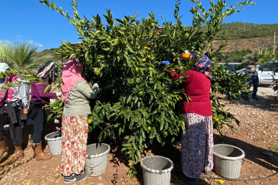 Satsuma mandalinanın ihracat yolculuğu 17 Ekim’de başlıyor