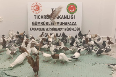 Yurda kaçak sokulan 85 'Cancan' güvercini ele geçirildi
