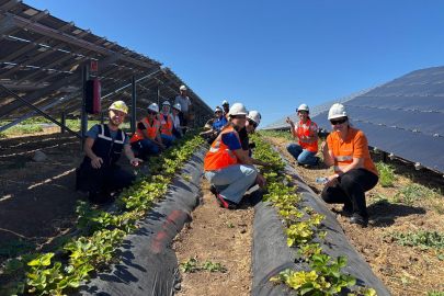 Enerjisa Üretim Agrivoltaik Tarım Uygulamaları ile 5 Ton Hasat Yaptı.