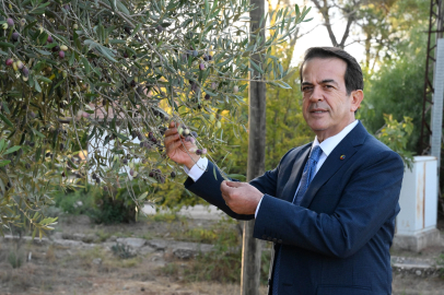 Zeytinde iklim etkisi ile rekoltede yüzde 30 kayıp
