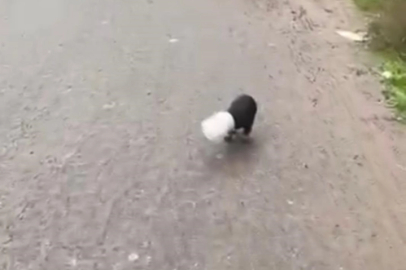 Başı plastik kaba sıkışan yavru köpeği kamyon şoförü kurtardı