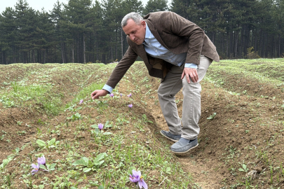 Dünyanın en pahalı baharatı safranın hasadı başladı