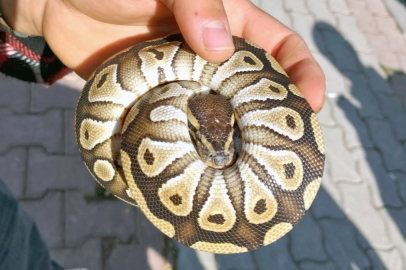 Cebinden yavru piton çıkan kişiye para cezası