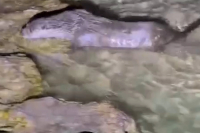 Fırat Nehri’nde tatlı su samuru görüntülendi